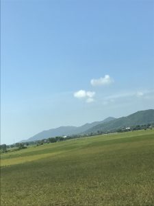 Những cánh đồng lúa xanh mơn mởn